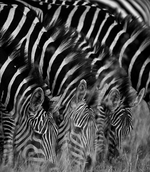 Zebra